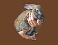 Giant Rabbit Petite